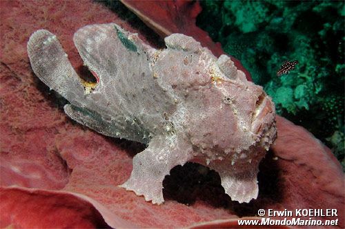 Pesce rana gigante (Antennarius commersoni)