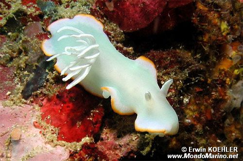 Ardeadoris (Ardeadoris egretta)