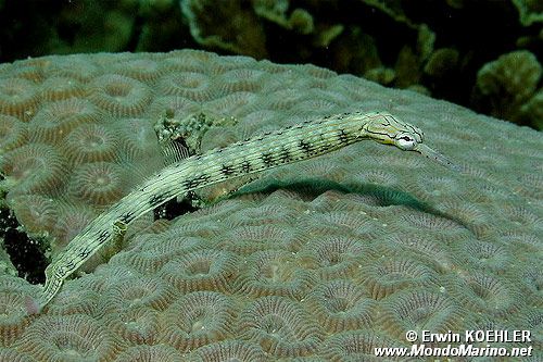 Pesce pipa (Corythoichthys intestinalis)