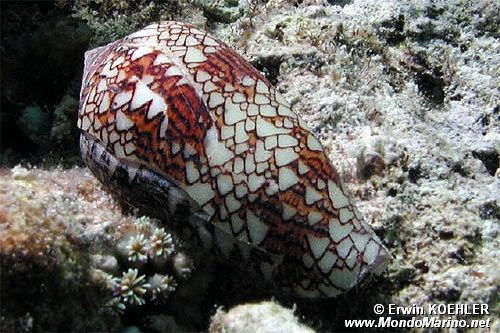 Conide (Conus textile)