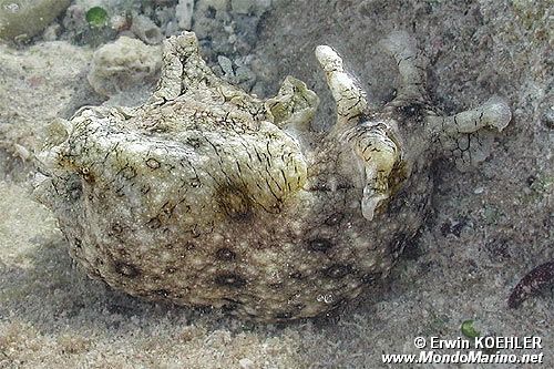 Nudibranchio (Aplysia dactylomela)