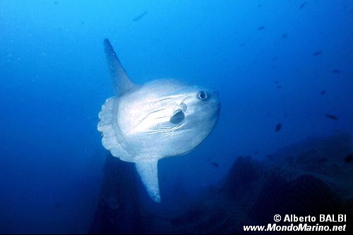 Pesce luna (Mola mola)