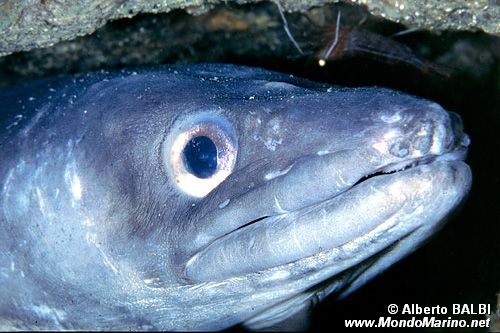 Grongo (Conger conger)