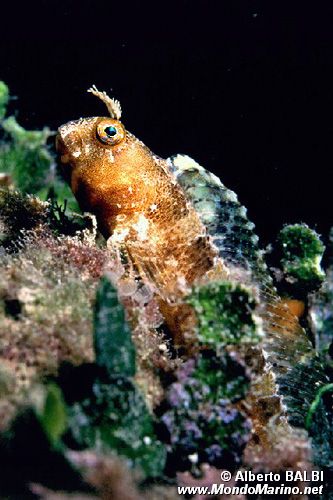 Bavosa cornuta (Parablennius tentacularis)