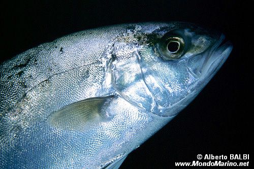 Ricciola (Seriola dumerili)