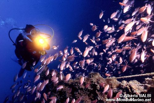 Castagnola rossa (Anthias anthias)