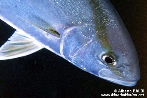 Ricciola (Seriola dumerili)