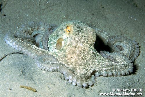 Polpo comune (Octopus vulgaris)