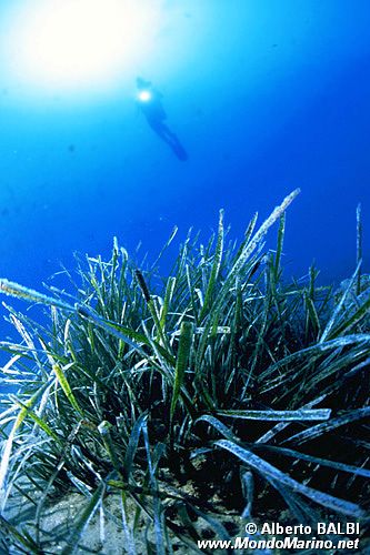 Posidonia (Posidonia oceanica)