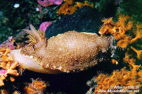 Doride dipinto (Hypselodoris picta)