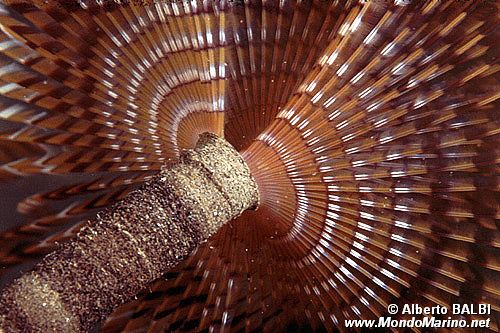 Spirografo (Sabella spallanzanii)