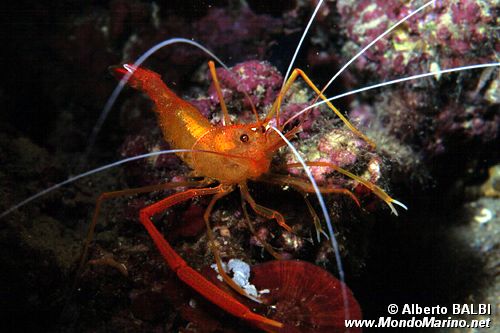 Gambero meccanico (Stenopus spinosus)