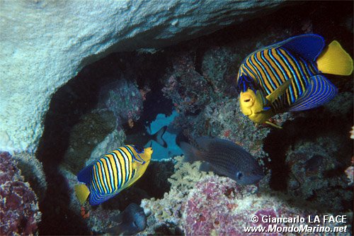 Pesce angelo (Pygoplites diacanthus)