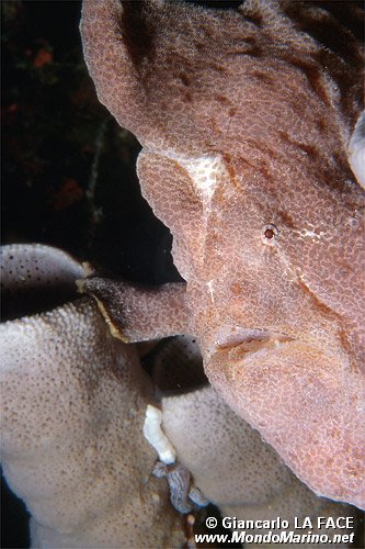 Pesce rana gigante (Antennarius commersoni)