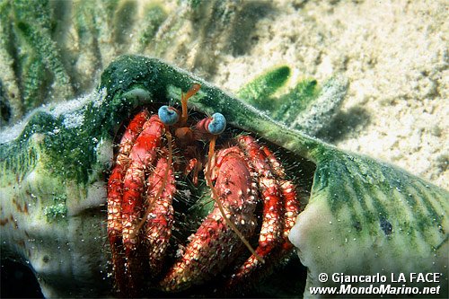Paguro (Dardanus sp.)