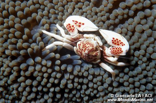 Granchio simbionte (Neopetrolisthes oshimai)