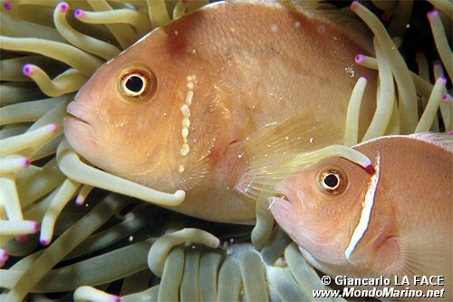 Pesce pagliaccio rosa (Amphiprion perideraion)