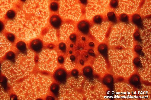 Stella marina (Oreaster reticulatus)