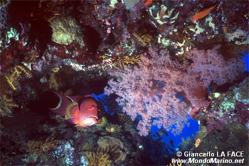 Cernia coda mezzaluna (Variola louti)