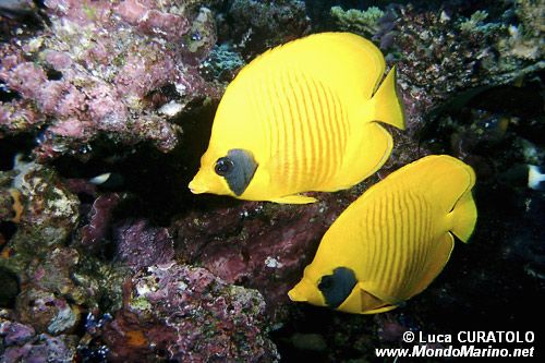 Pesce farfalla semimascherato (Chaetodon semilarvatus)