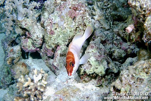 Cernia dal berretto basco (Epinephelus fasciatus)