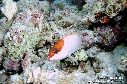 Cernia dal berretto basco (Epinephelus fasciatus)