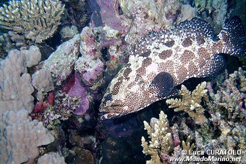 Cernia marmorizzata (Epinephelus polyphekadion)