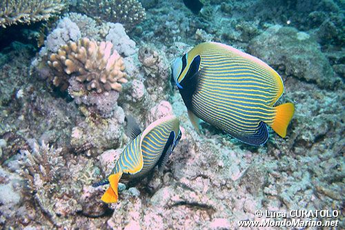 Pesce angelo imperatore (Pomacanthus imperator)