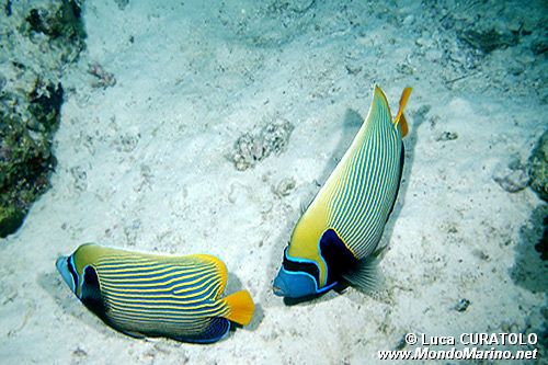 Pesce angelo imperatore (Pomacanthus imperator)