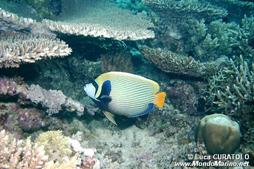 Pesce angelo imperatore (Pomacanthus imperator)