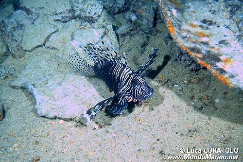 Pesce cobra (Pterois miles)