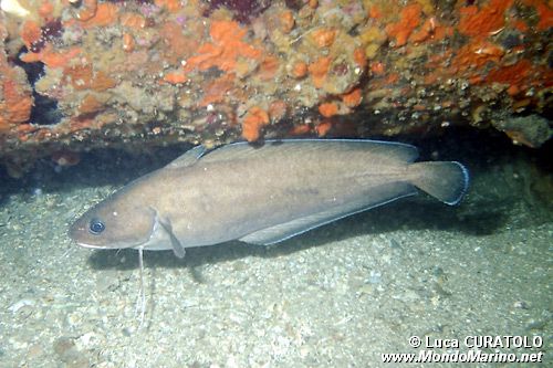 Musdea bianca (Phycis phycis)