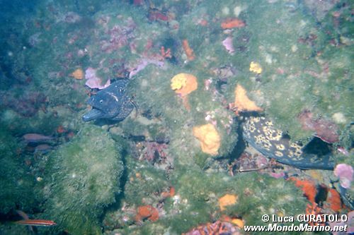 Murena (Muraena helena)