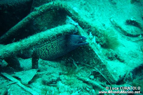 Murena (Muraena helena)