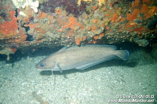 Musdea bianca (Phycis phycis)