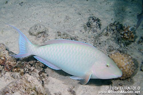 Pappagallo a muso lungo (Hipposcarus harid)