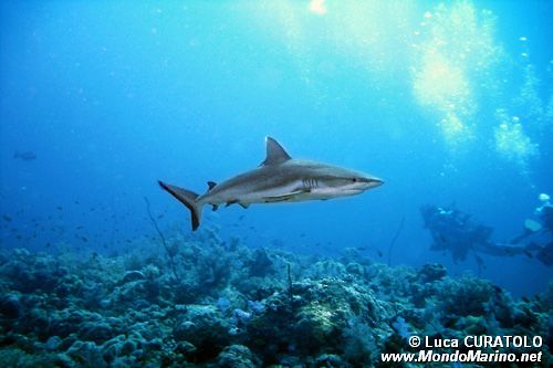 Squalo grigio del reef (Carcharhinus amblyrhynchos)