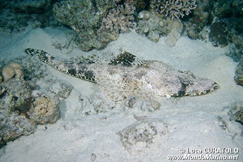 Pesce coccodrillo (Papilloculiceps longiceps)
