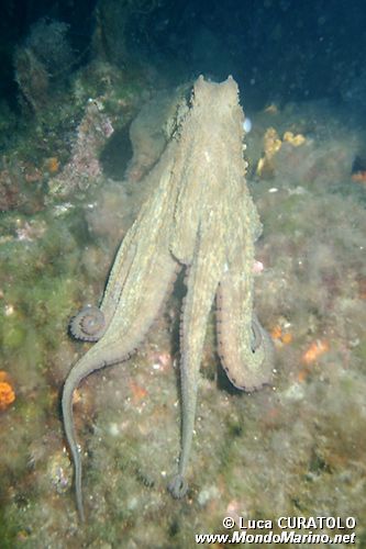Polpo comune (Octopus vulgaris)