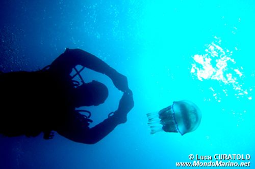 Polmone di mare (Rhizostoma pulmo)