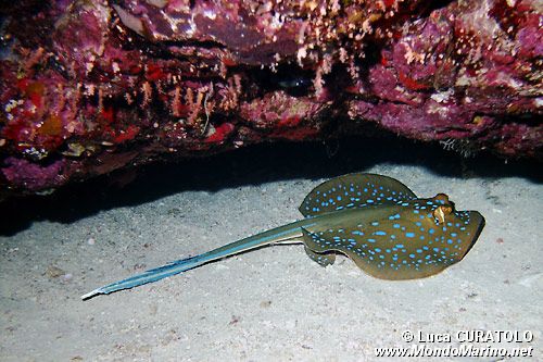 Razza a macchie blu (Taeniura lymma)