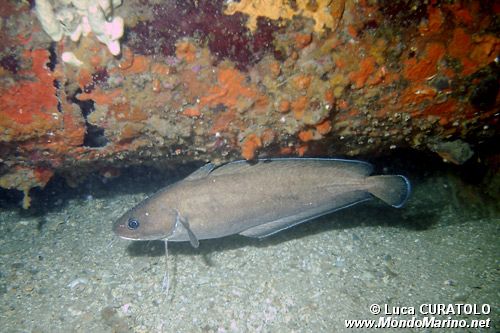 Musdea bianca (Phycis phycis)