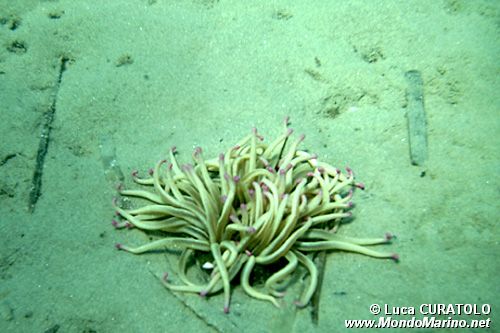 Attinia di rena (Condylactis aurantiaca)