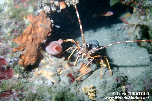 Aragosta (Palinurus elephas)