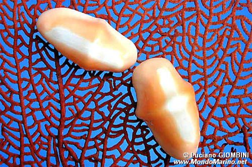 Conchiglia (Cyphoma gibbosum)