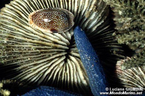 Ciprea (Cypraea erosa)
