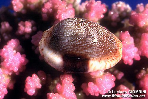 Ciprea (Cypraea erosa)