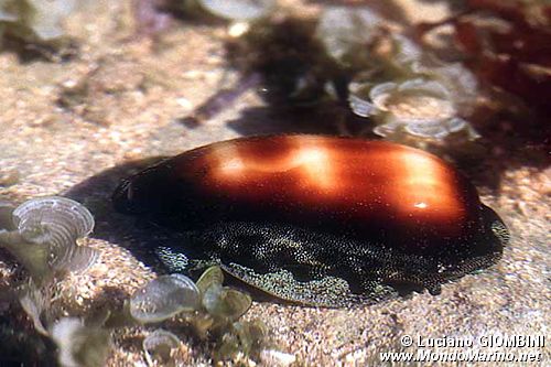 Ciprea talpa (Talparia talpa)