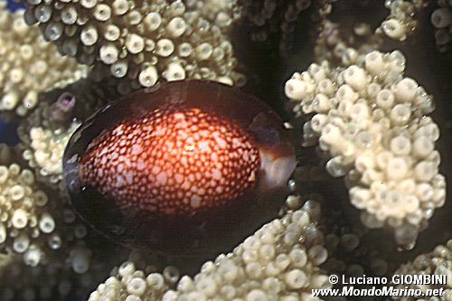 Ciprea testa di serpente (Cypraea caputserpentis)