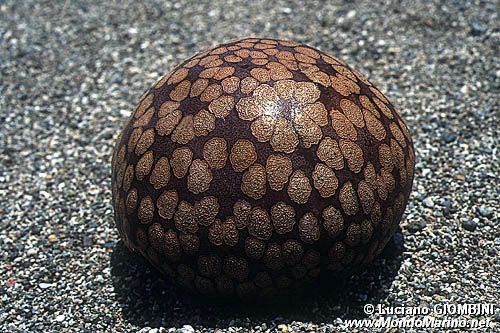 Stella cuscino (Culcita novaeguineae)